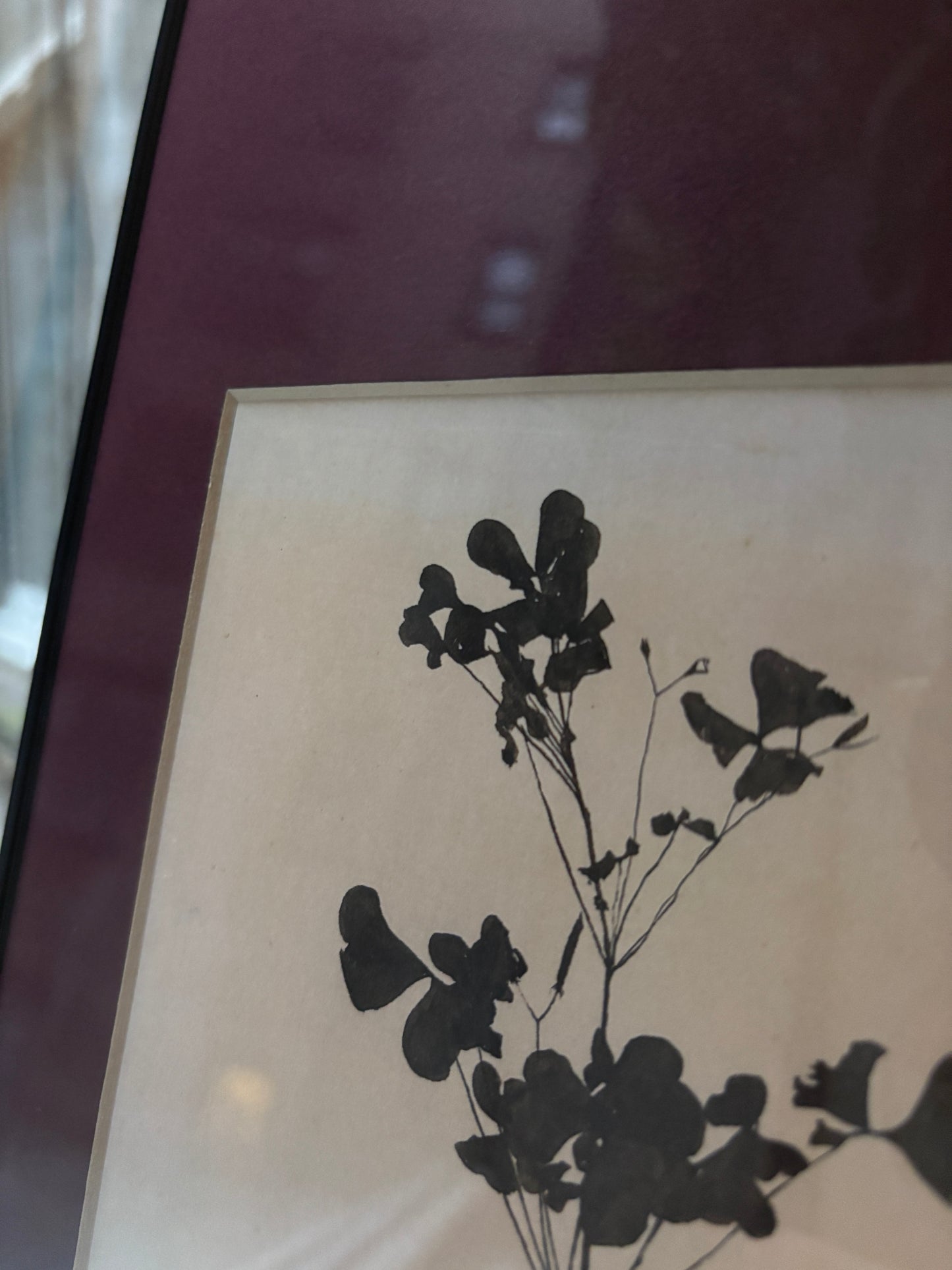 Theo Nieuwenhuis – Bloeiende Plant Print