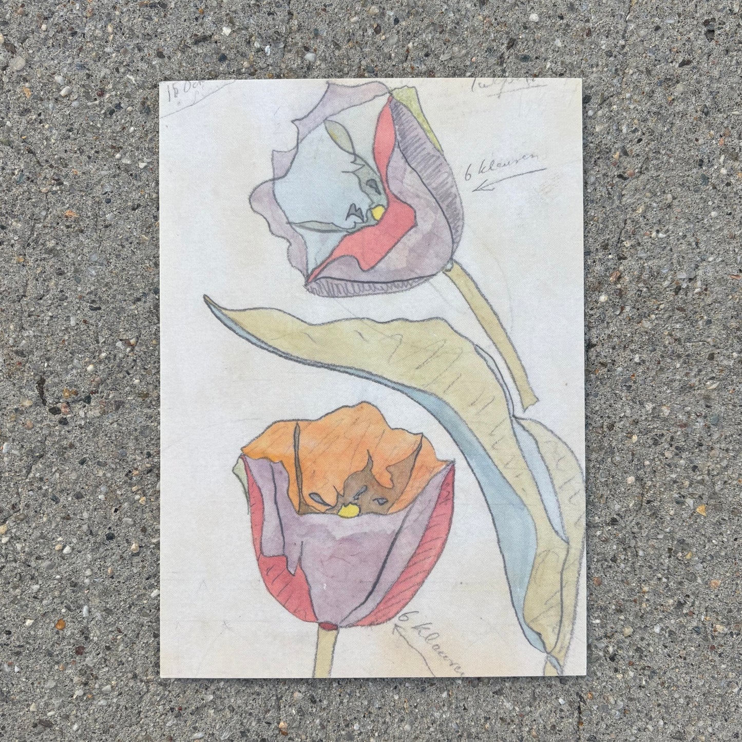 Tulpen 5x7 Postcard