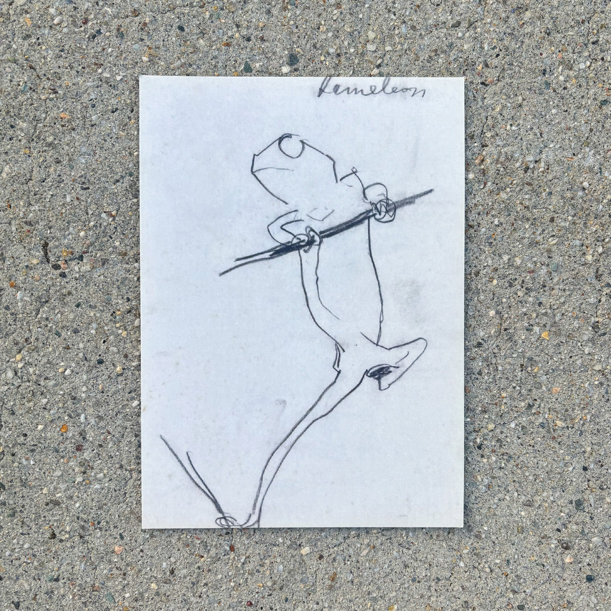 Kameleon 5x7 Postcard