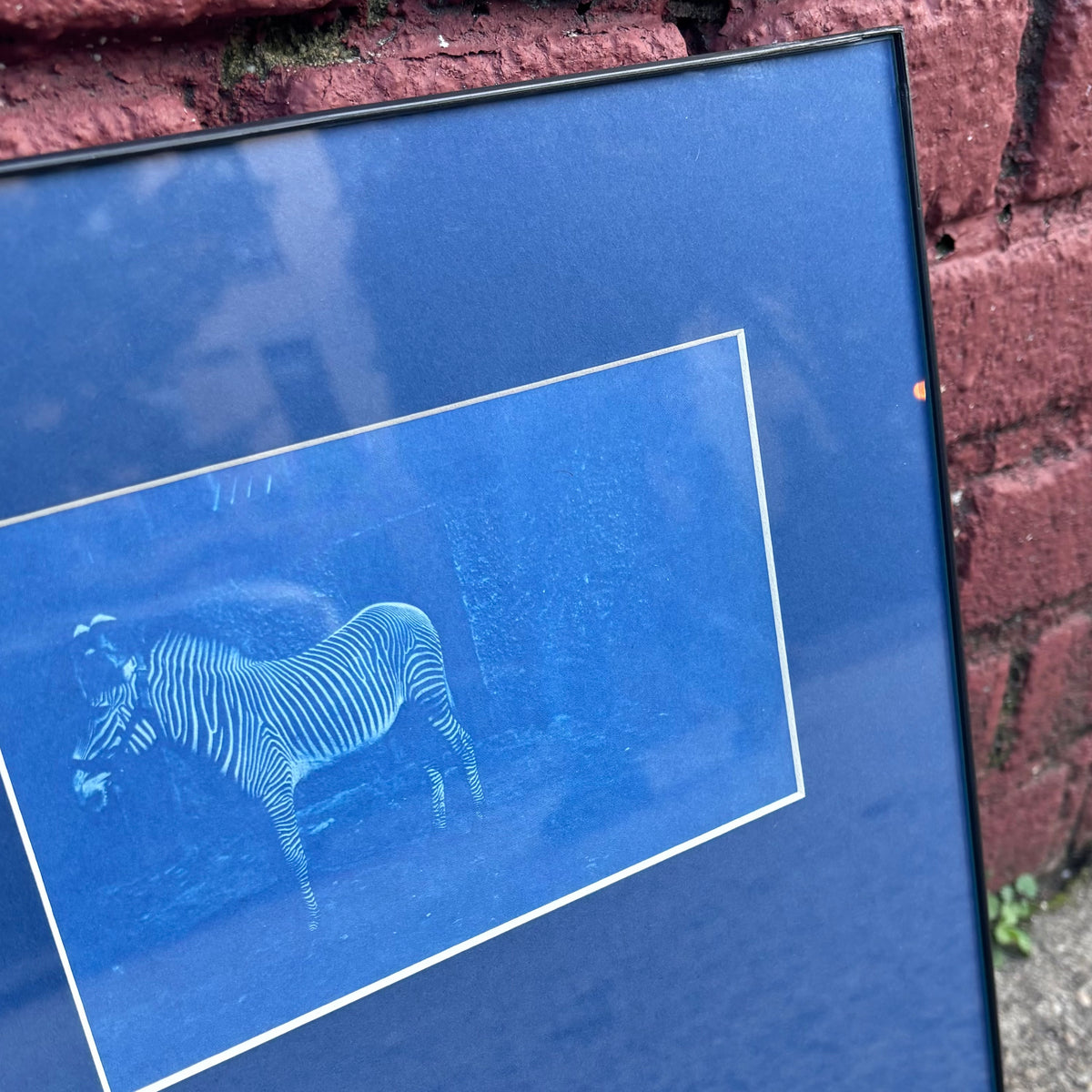 11"x14" Grévy's Zebra