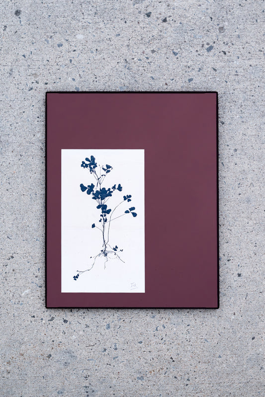 Theo Nieuwenhuis – Bloeiende Plant Print