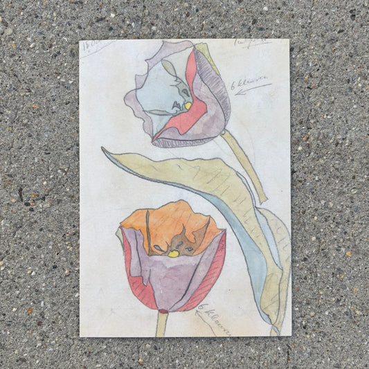 Tulpen 5x7 Postcard