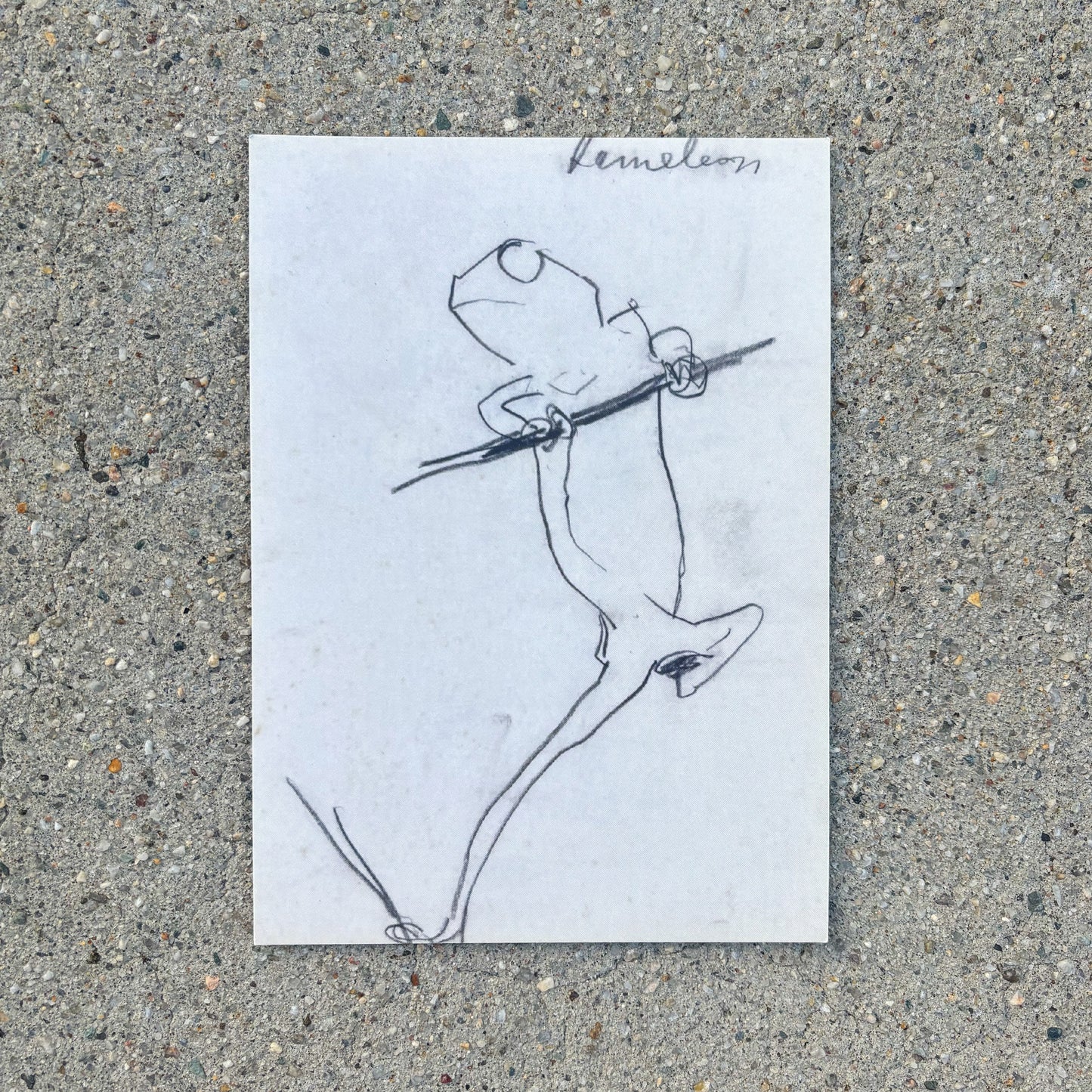 Kameleon 5x7 Postcard