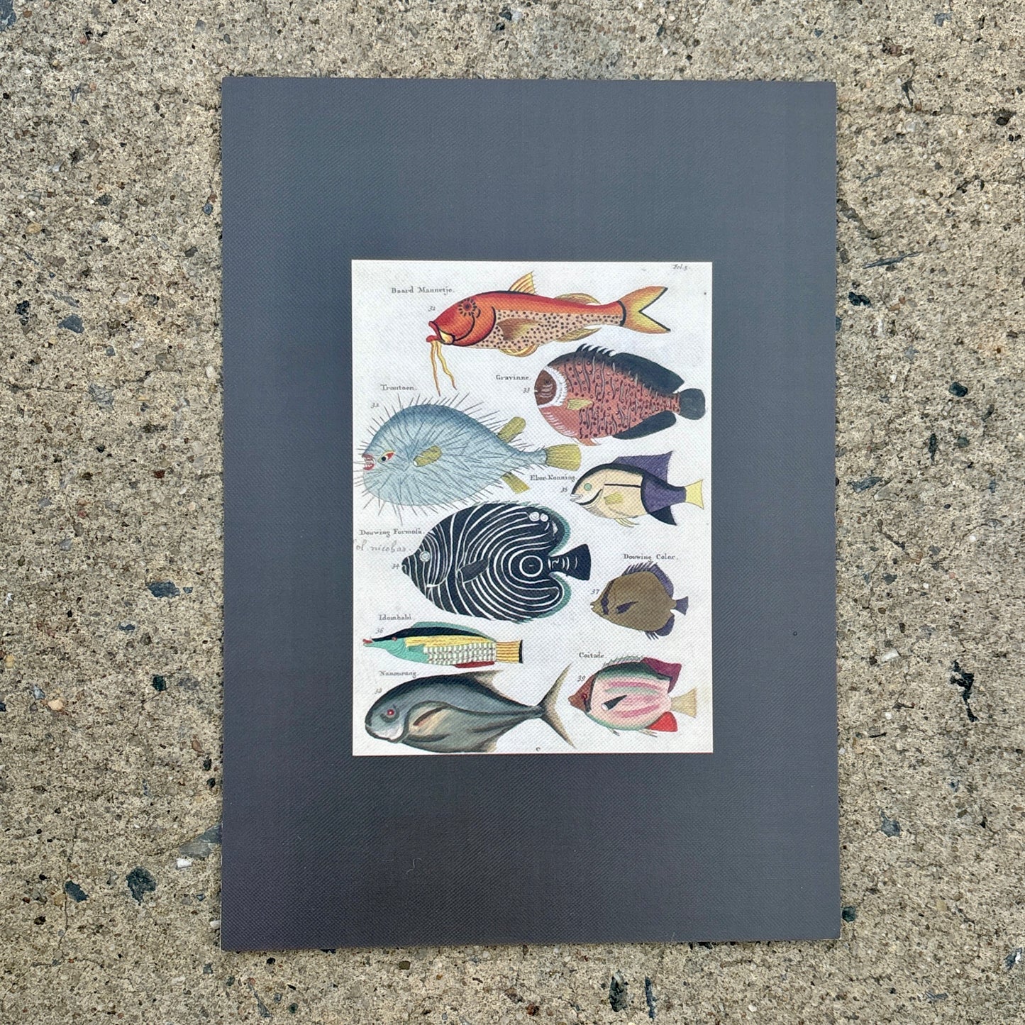 5"x7" Art Postcard Set: Animal Friends