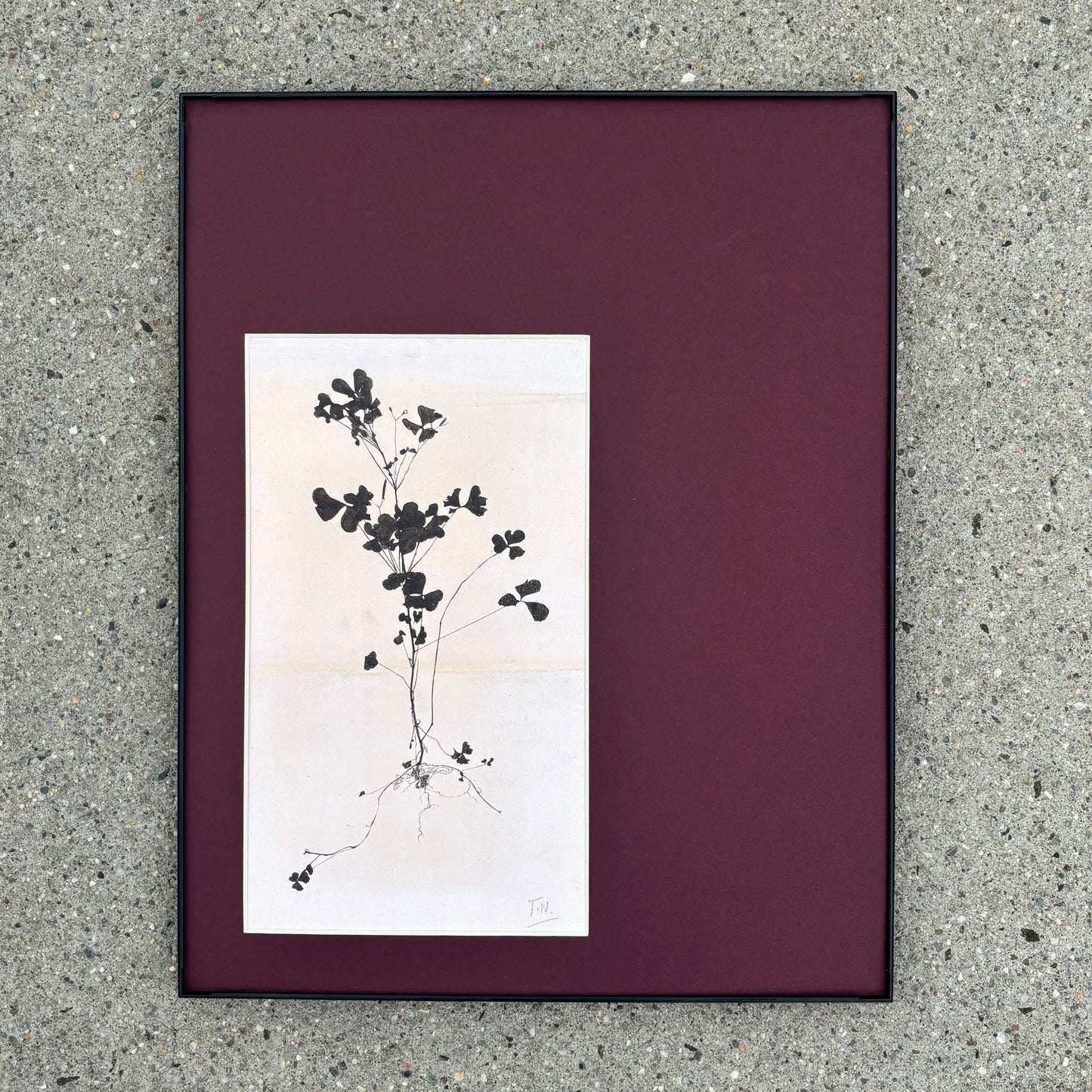 11"x14" Theo Nieuwenhuis – Bloeiende Plant Print